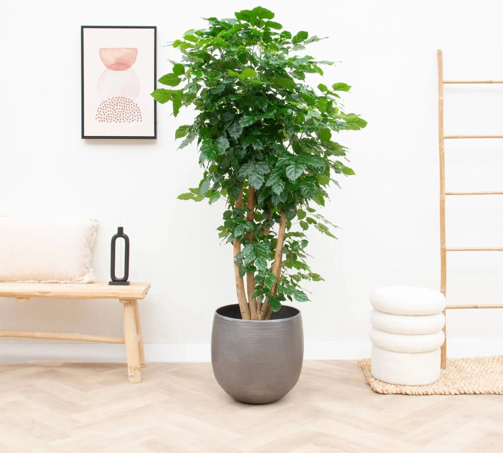 Radermachera Hainanensis - 170cm