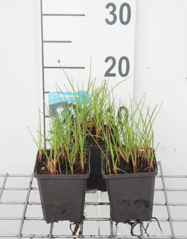 Eriophorum angustifolium - pot 9x9 cm