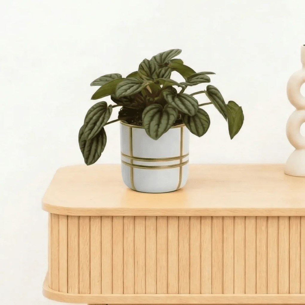 Bambino Peperomia Piccolo Banda - 10cm
