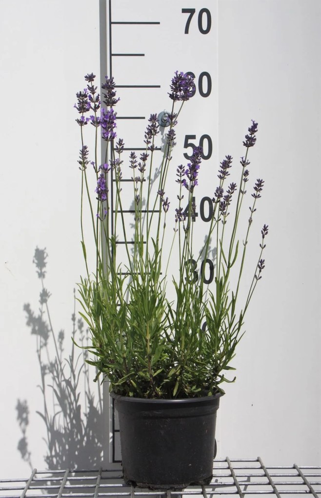Lavandula angustifolia 'Munstead' - pot 2L (Lavendel) -
