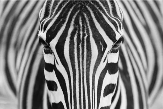 Zebra wanddecoratie 80 x 120 cm