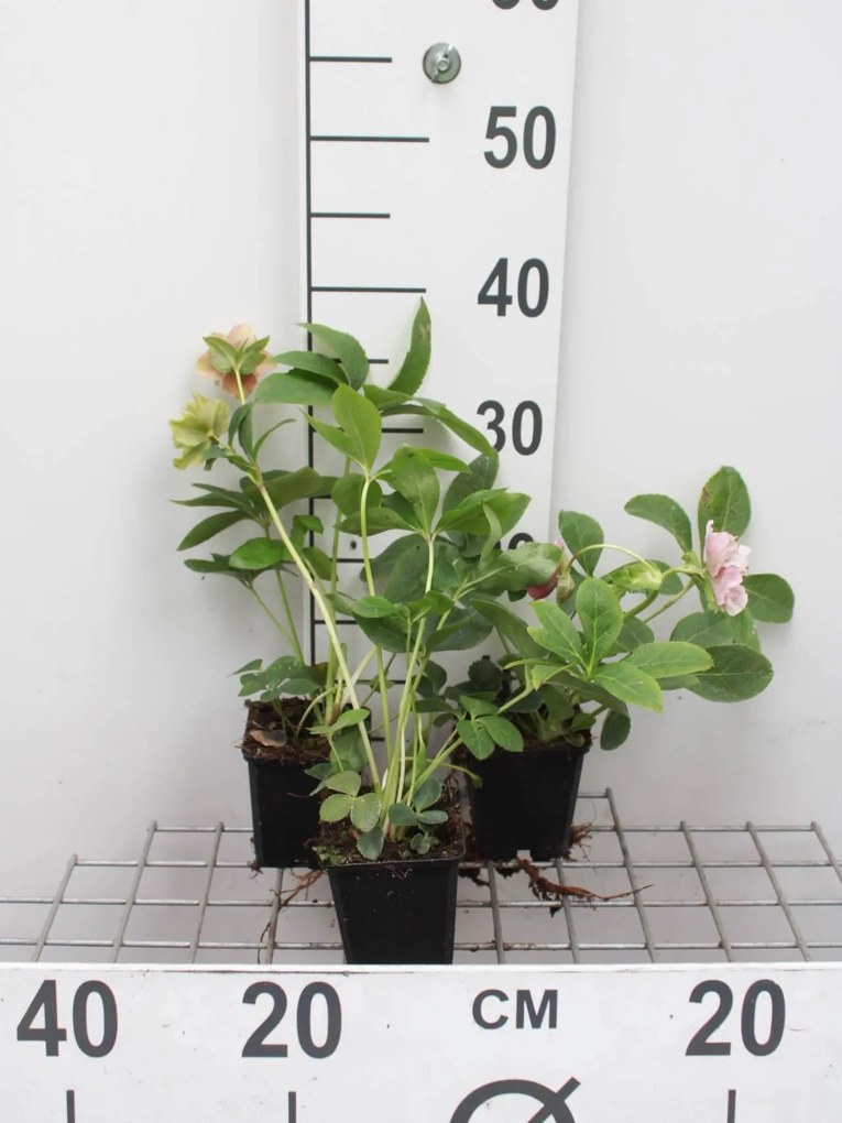 Helleborus orientalis 'Pretty Ellen Pink' - pot 9x9 cm -