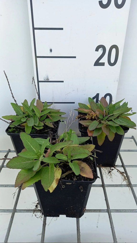 Salvia nemorosa 'Flor Sal Dblue' (Sensation Deep Blue Improved, Sensation Compact Deep Blue) - pot 9x9 cm -
