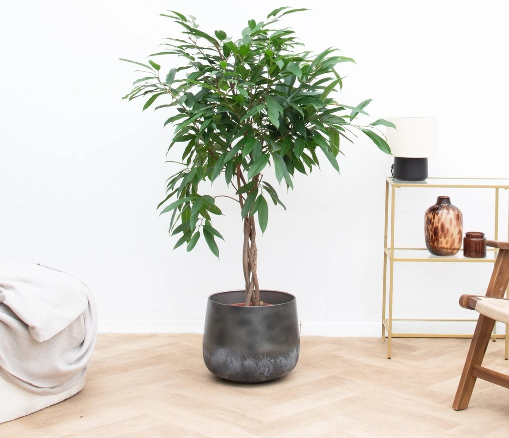 Ficus Amstel King op gevlochten stam - 130cm