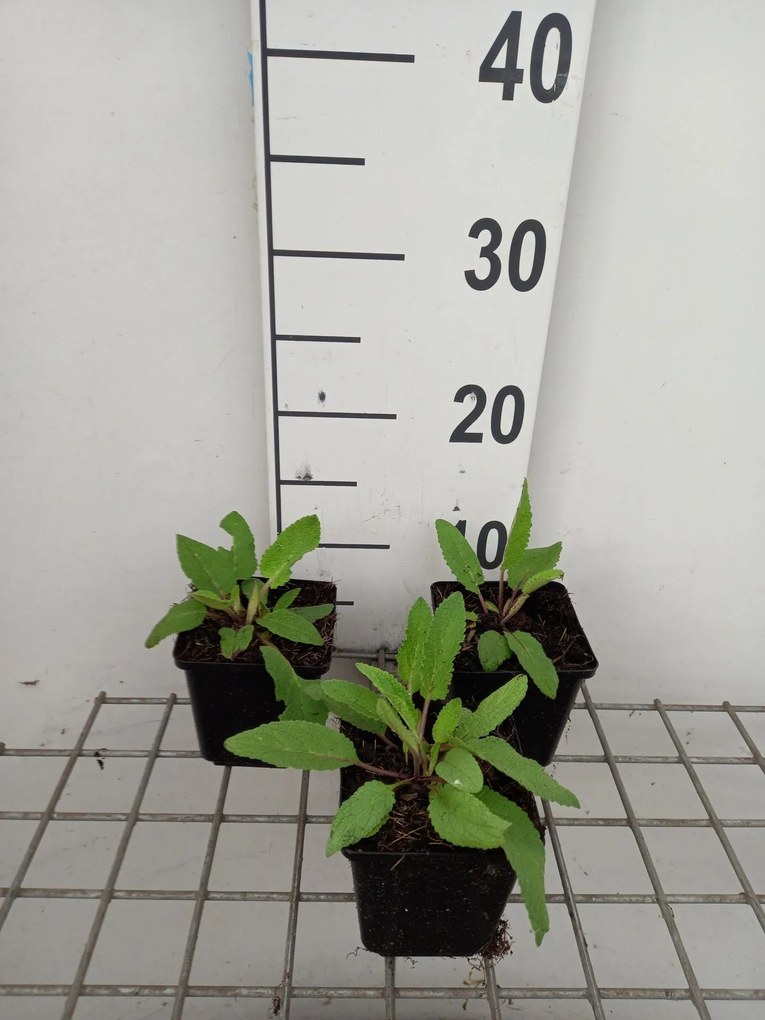 Verbascum chaixii 'Album' - pot 9x9 cm -