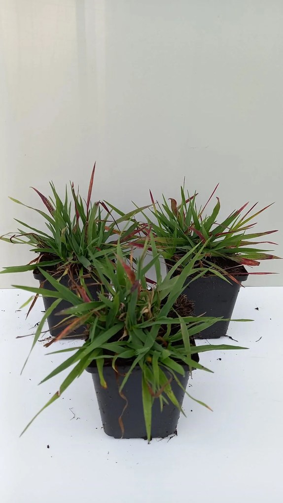 Briza media 'Limouzi' - pot 9x9 cm