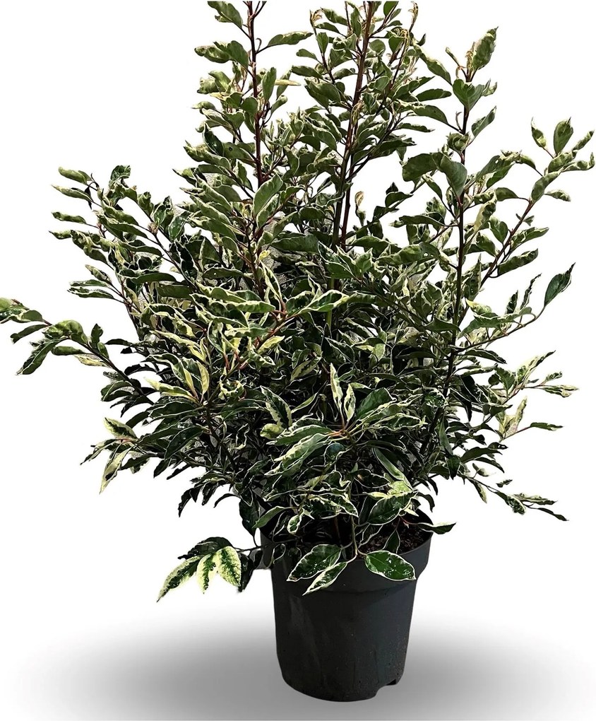 Prunus lusitanica 'Variegata' - pot 12L - 60-80 cm