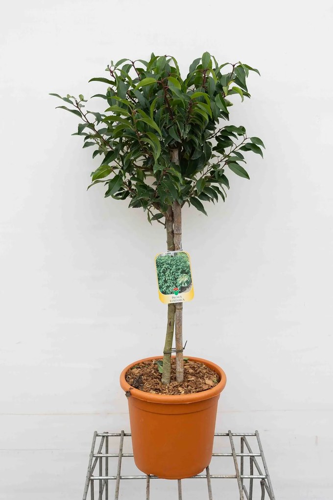 Prunus lusitanica 'Angustifolia' - pot 9L - geënt op stam
