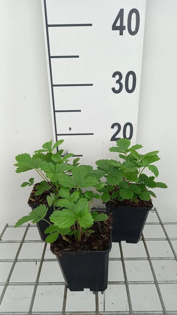 Bosaardbei Alexandria - pot 9x9 cm (Fragaria vesca 'Alexandria') -