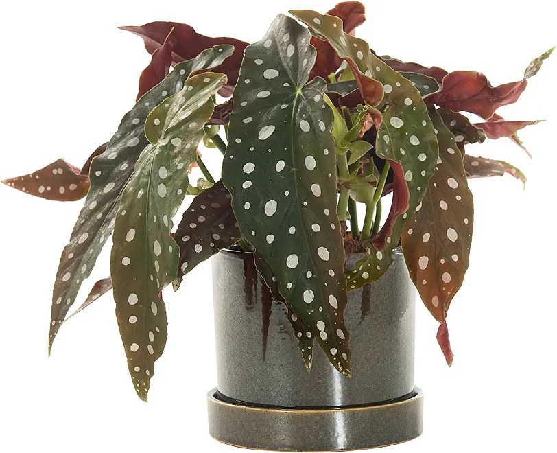 Stippenplant (Begonia Maculata) incl. 'Deep Forest' pot