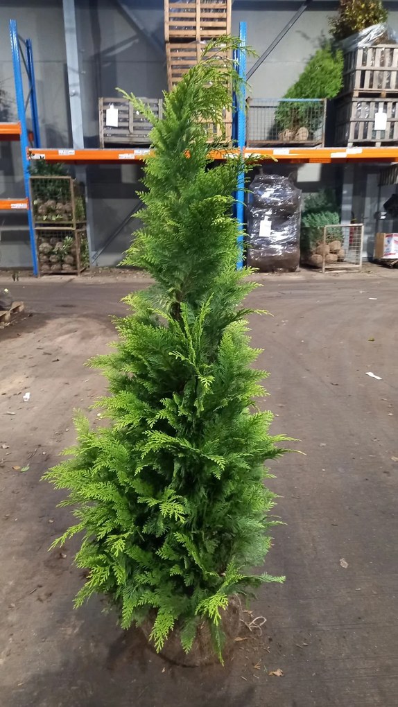 Chamaecyparis lawsoniana 'Stardust' - aardekluit - 125-150 cm
