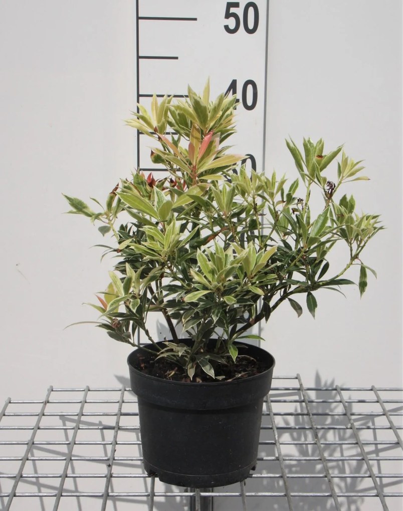 Pieris 'Flaming Silver' - pot 2L - 20-30 cm