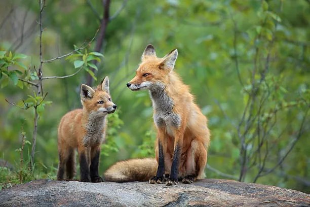 Foto Red Fox & Kit, mlorenzphotography