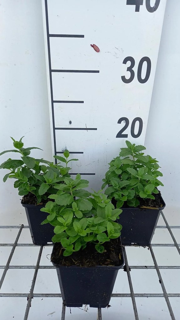 Veronica austriaca 'Royal Blue' - pot 9x9 cm -