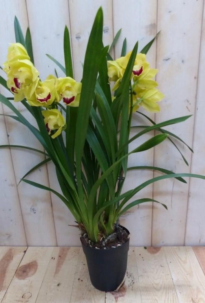 Orchidee Cymbidium 50 cm Geel