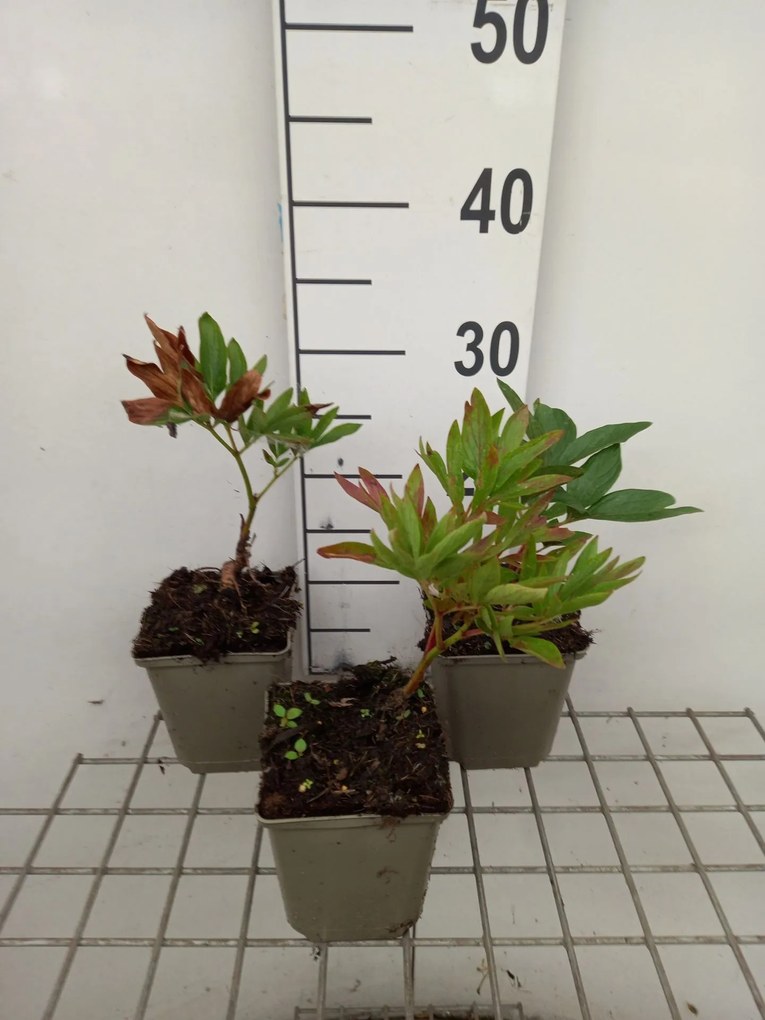 Paeonia officinalis 'Alba Plena' - pot 1L