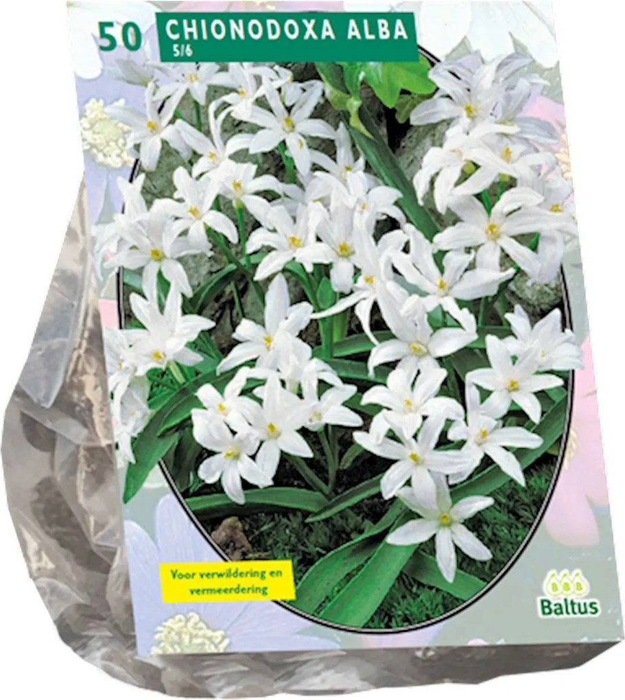 Baltus 'Chionodoxa Alba' voorjaarsbloeiers - 50 bollen