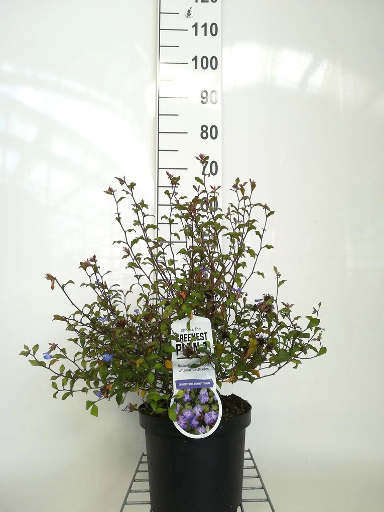 Ceratostigma willmottianum - pot - 30-40 cm