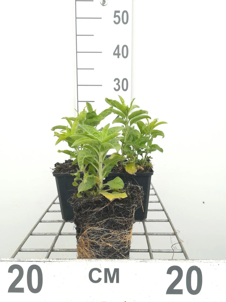 Veronica spicata 'Alba' - pot 9x9 cm -