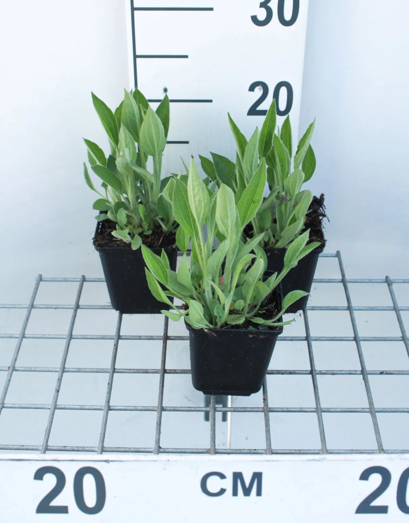Rudbeckia fulgida var. deamii - pot 9x9 cm -