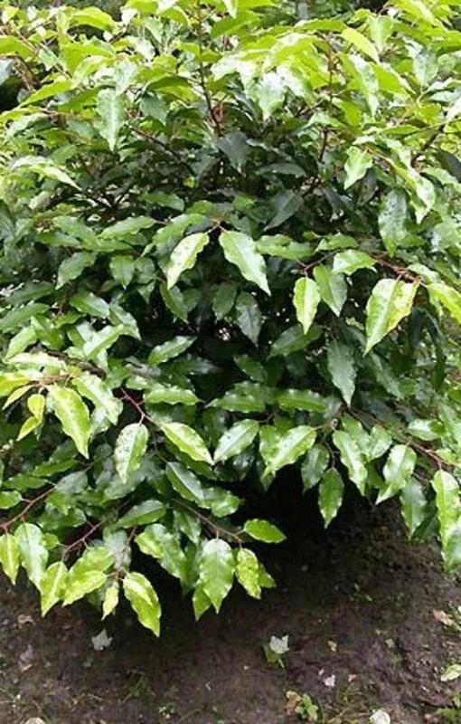 5 x Prunus Lusitanica Angustifolia 30-40 cm in pot