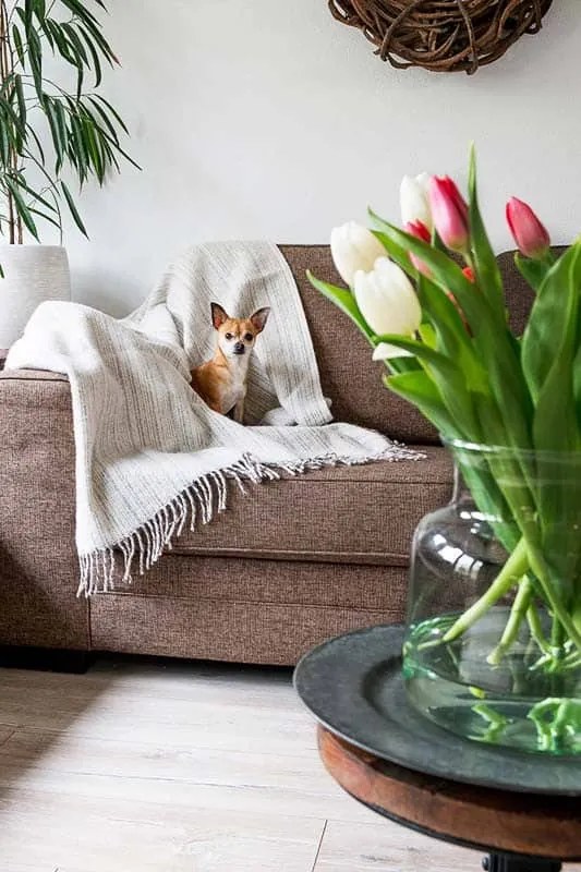 Klippan - Plaid Lamswol Bjork - Beige