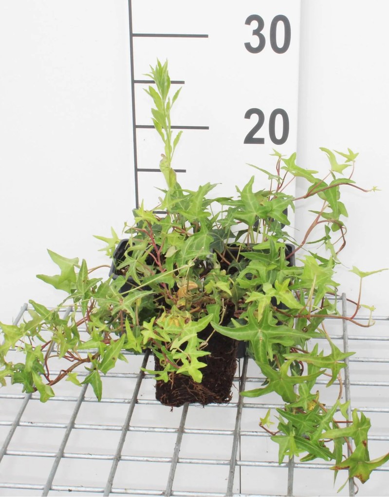 Hedera helix 'Sagittifolia' - pot 9x9 cm