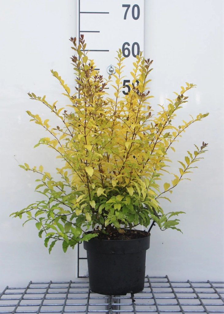 Ligustrum ovalifolium 'Lemon and Lime' - pot - 25-30 cm