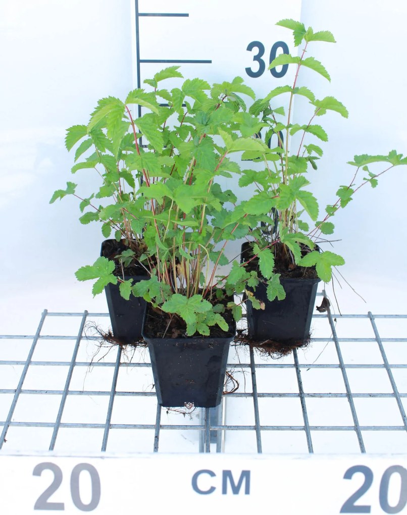 Filipendula ulmaria - pot 9x9 cm (Moerasspirea) -