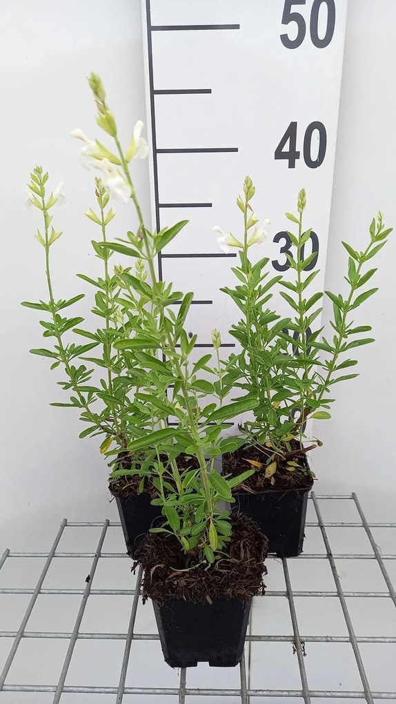 Salvia greggii 'Alba' - pot 9x9 cm