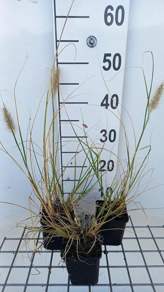 Pennisetum alopecuroides 'Reborn' - pot 9x9 cm