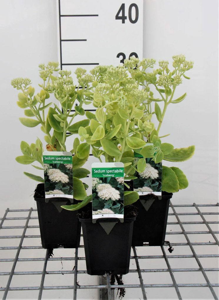 Sedum spectabile 'Iceberg' - pot 9x9 cm -