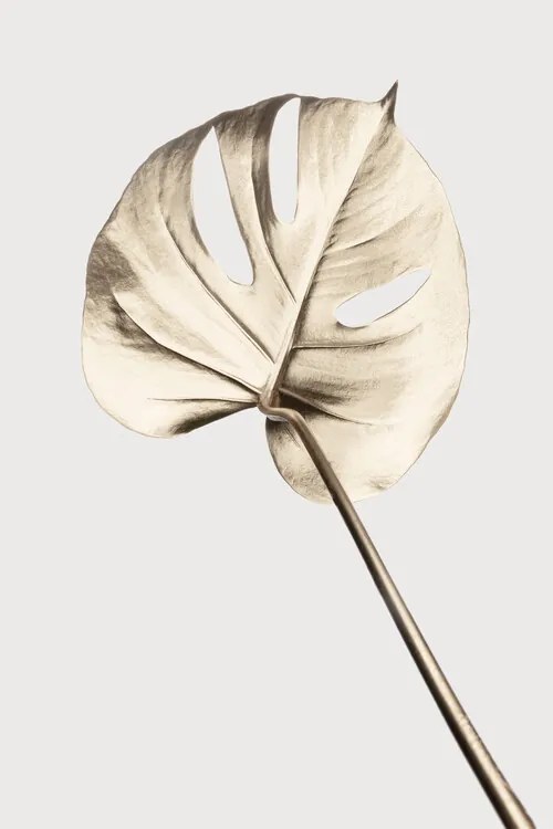 Ilustratie Monstera Gold 05, Studio Collection