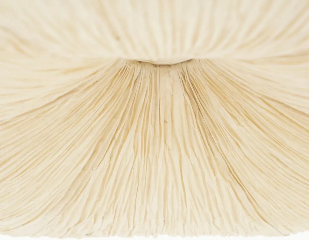 Ronde Hanglamp 62,5 Cm