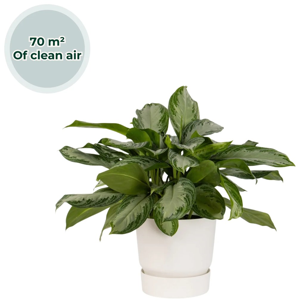 Ogreen XL Emperor