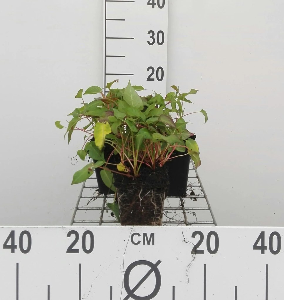 Persicaria amplexicaulis 'Inverleith' - pot 9x9 cm