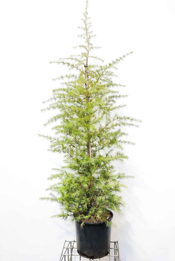 Cedrus deodara - pot 18L - 125-150 cm