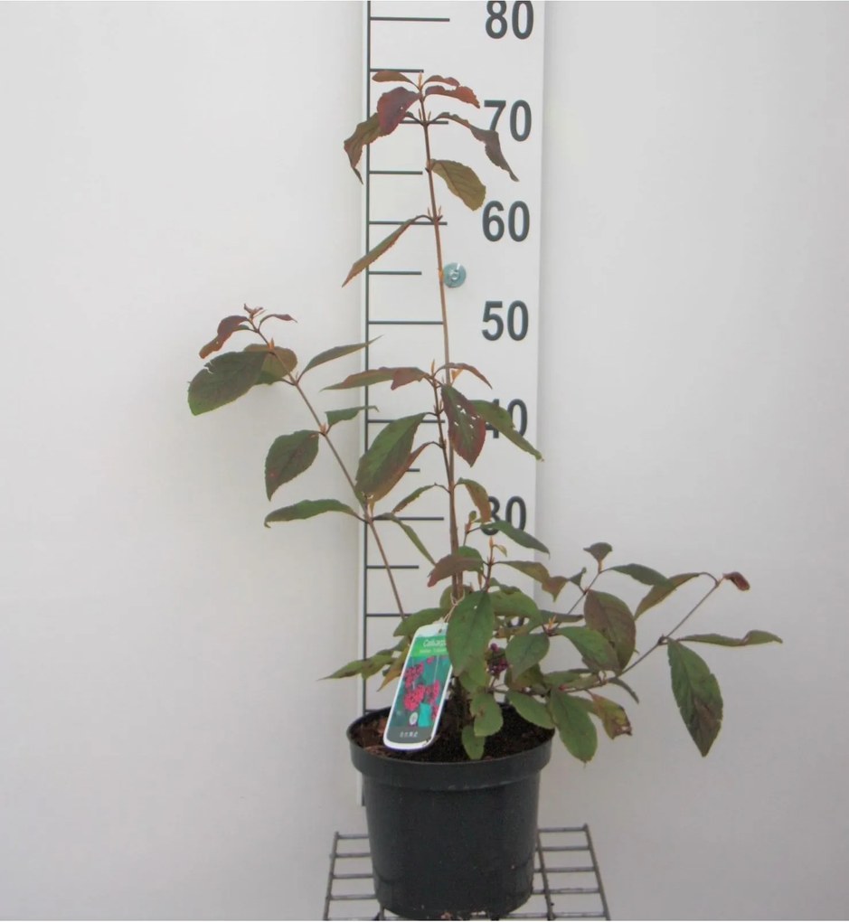 Callicarpa bodinieri 'Profusion' - pot - 40-60 cm