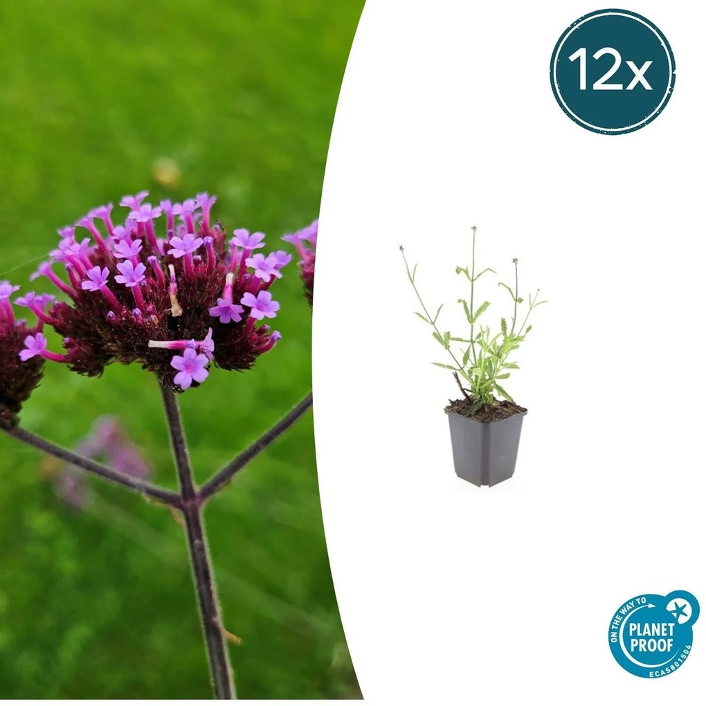 Verbena Bonariensis 'Lollipop' - 20cm