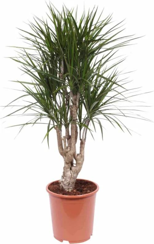 1 Dracaena Marginata oftewel Drakenbloedboom - Kamerplant in Kwekers Pot 27 cm - Hoogte 100 cm