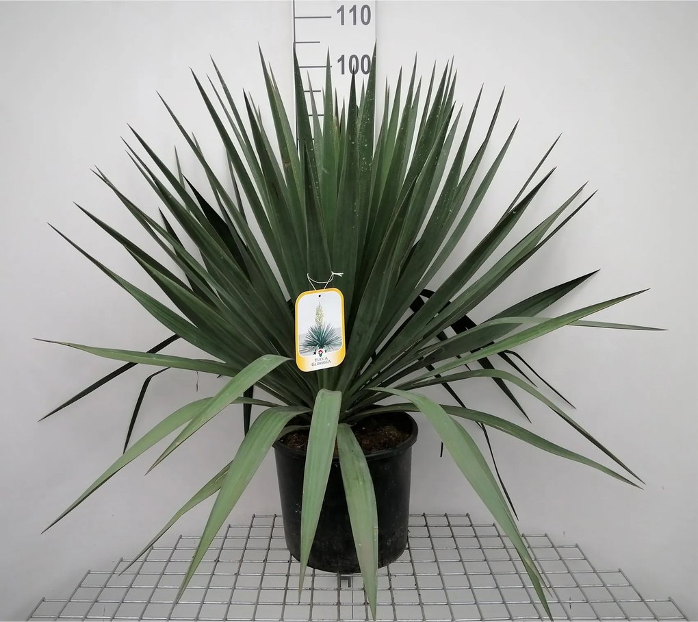 Yucca gloriosa - pot 15L - 60-80 cm