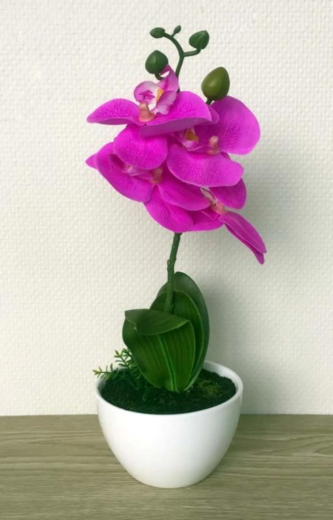 Orchidee in schaal lavendel klein
