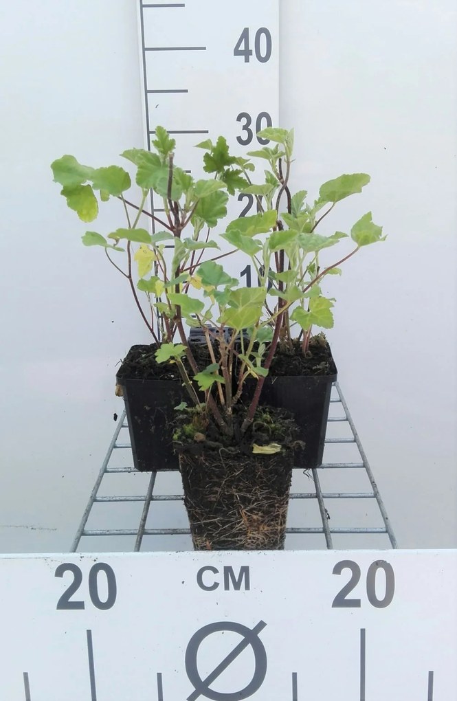 Lavatera 'Barnsley' - pot 9x9 cm -