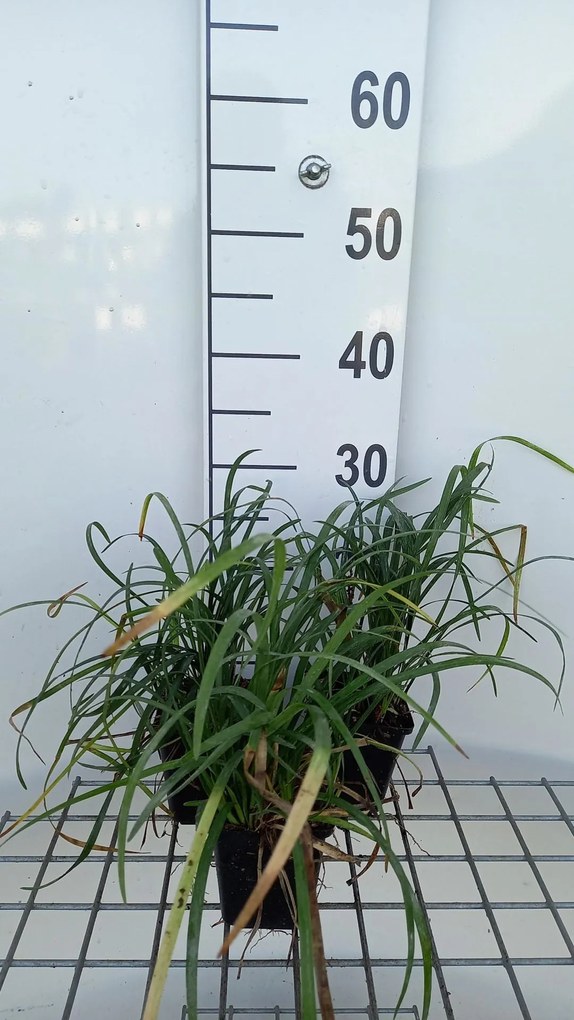 Liriope spicata - pot 9x9 cm