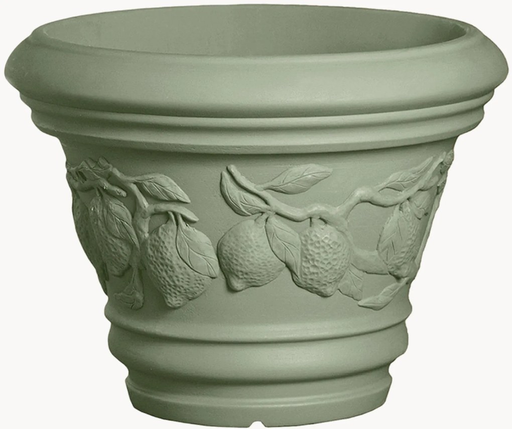 Planter Limoni
