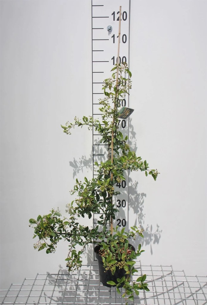 Pyracantha 'Soleil d'Or' - pot 3L - 80-100 cm