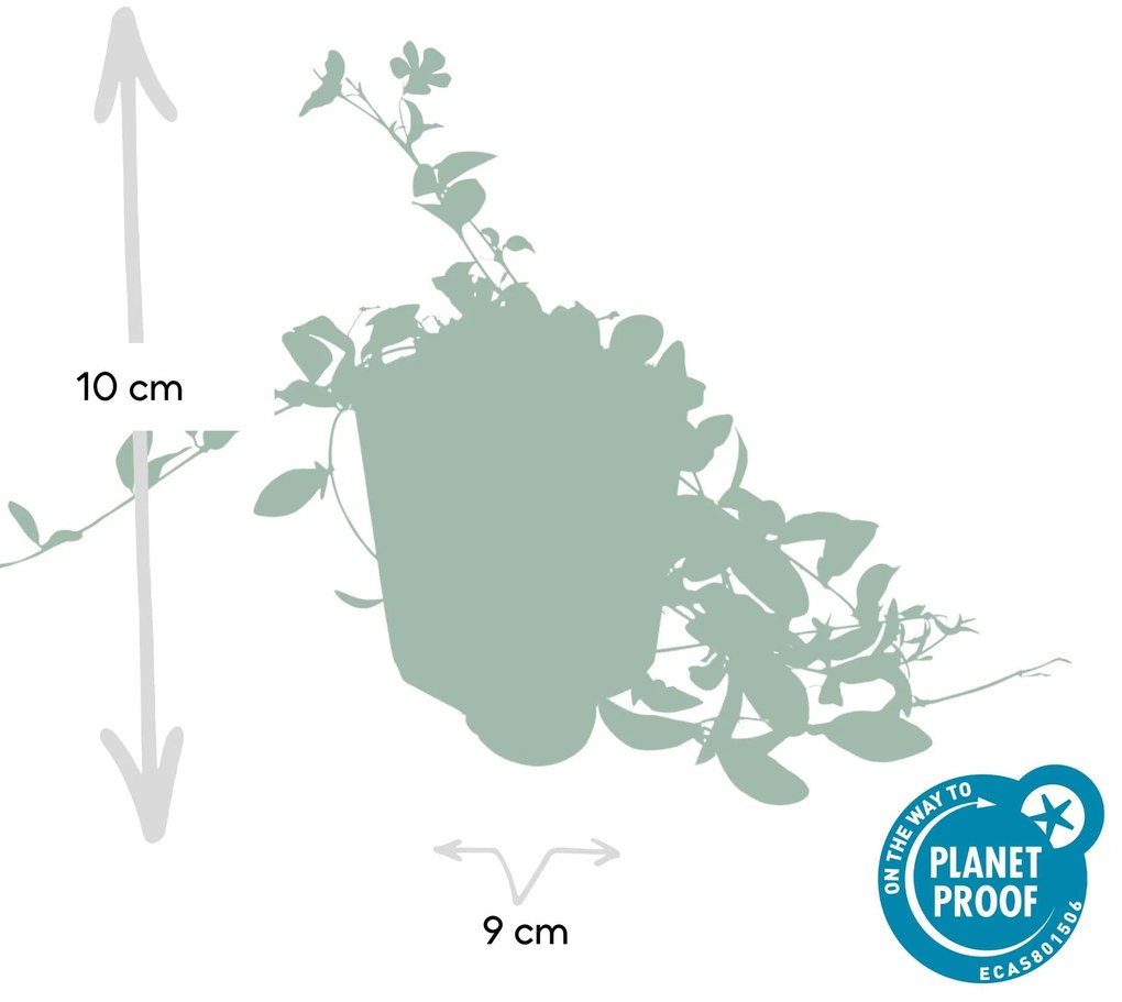 48x Vinca minor 'La Grave' - ↕10-25cm - Ø9cm