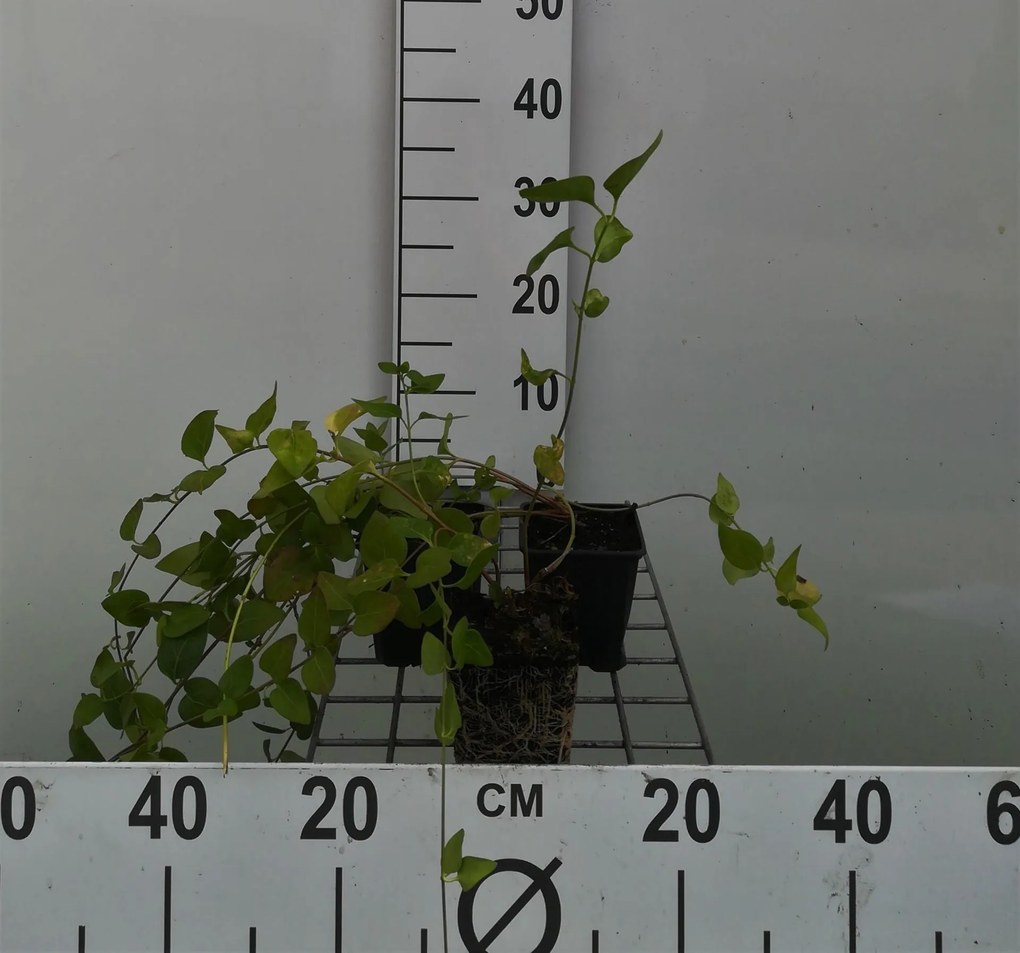 Vinca major - pot 9x9 cm