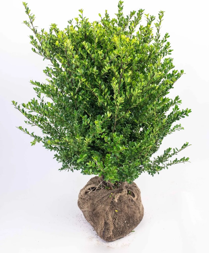 Ilex crenata 'Icoprins11' (Dark Green) - aardekluit - 60-80 cm - struik