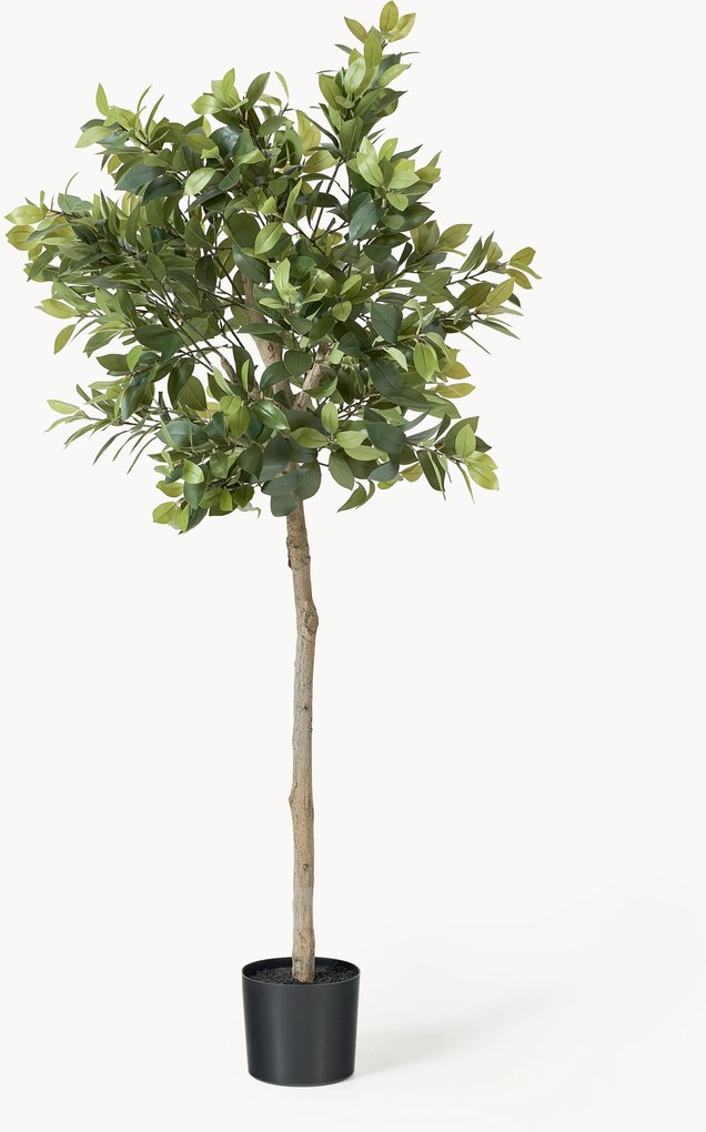 Kunstplant Money Tree